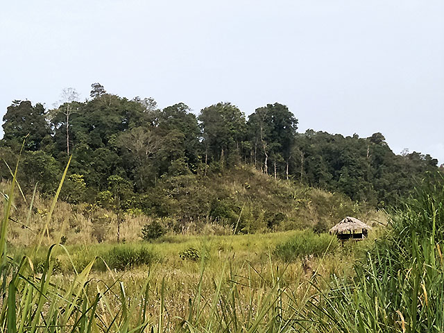 “Ya land” in Htamathi Village, Homaline Township, Sagaing Region