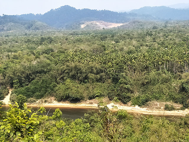 Betel nut plantation and forest in Dawei