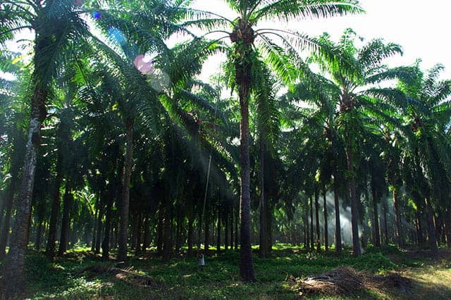 MCRB has commenced work on an assessment of actual and potential environmental, social and human rights impacts of the oil palm sector in Myanmar.