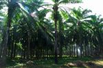 MCRB begins Mini Sector-Wide Impact Assessment (SWIA) on Oil Palm Sector in Tanintharyi Region